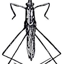 We did not find results for: Pdf Generalites Sur Les Gerris Les Especes De Gerridae De France Et Installation D Un Elevage Peu Astreignant Insecta Hemipteroidea Prosorrhyncha Heteroptera Gerromorpha Gerroidea Gerridae Gerrinae Gerrini