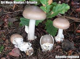 gri mese mantari grisette amanita vaginata