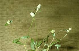 Image result for Gomphrena celosioides
