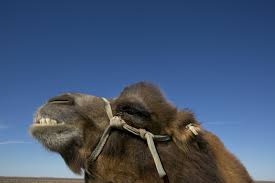The camel is credited with a natural swagger and is voiced by veteran actor chris sullivan. Behind The Scenes Of Geico S Hump Day Commercial