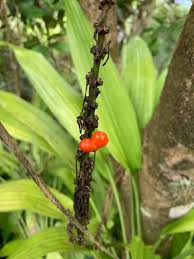 Image result for Dracaena aubryana