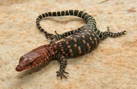 Maybe you would like to learn more about one of these? Canadian Coldblood Varanus Pilbarensis