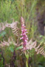 Image result for Disa stairsii