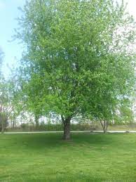 Silver Maple Tree From My Front Yard In May Silver Maple Tree Landscape Trees Hedges