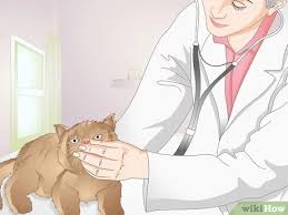 But if you're used to feeling a wet cat nose when your kitty gives you kisses, you may worry if she suddenly has dry nose. How To Diagnose The Cause Of Dry Nose In Cats 13 Steps