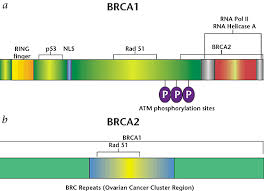 Image result for BRCA2