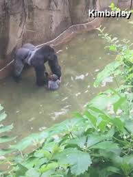 5 Years Ago Harambe The Gorilla Killed After Child Falls Into Cincinnati Zoo Enclosure Wrgt