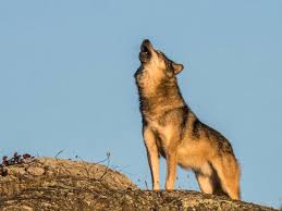 Provided to youtube by sony music entertainment lupi solitari · spagna lupi solitari ℗ 1996 sony music entertainment. La Triste Fine Di Takaya Il Lupo Solitario Star Del Canada Ucciso Da Un Cacciatore Corriere It