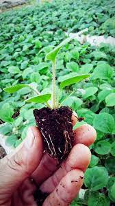 Cách trồng và chăm sóc hoa đồng tiền