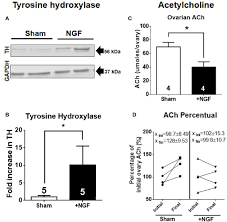 Frontiers Nerve Growth Factor A Dual Activator Of Noradrenergic And Cholinergic Systems Of The Rat Ovary Endocrinology
