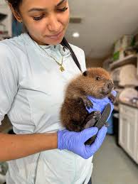 importance of coexisting with wildlife and preventing habitat destruction