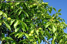walnut tree ile ilgili görsel sonucu