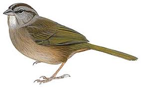 Image result for Vepris sansibarensis