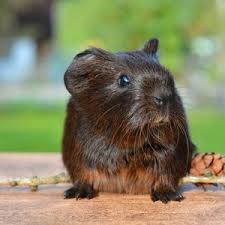 At shield pest management we offer a range of pest control services covering a wide range of sectors. Crown Shield Pest Solutions 23 Reviews Pest Control 4230 Petaluma Blvd N Petaluma Ca United States Phone Number