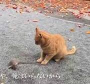 【閲覧注意】【公園猫戦争】公園の茶トラ猫、手土産にネズミを持参する　The red tabby gave me the hunted mouse