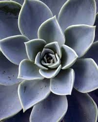 It grows wide (up to 10.0) and offsets freely. Blue Atoll Green Meadow Growers