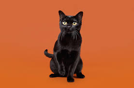 Black cats and black kittens exhibit best adoption rates. 8 Black Cat Breeds
