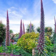 Other names include spiked loosestrife and purple lythrum. Echiums These Sun Lovers Make The Perfect Plant For Warm Climates Gardens The Guardian