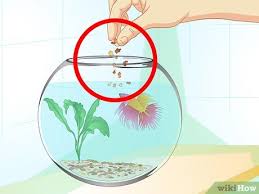 Sad to see they're still the common peasants of the aquarium aisle, and they've been. How To Care For A Betta Fish In A Vase With Pictures Wikihow Pet