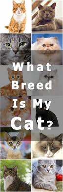 What Breed Is My Cat Cat Breeds Siamese Fluffy Cat Breeds Cat Breeds Hypoallergenic
