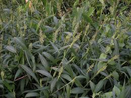 Image result for Setaria poiretiana