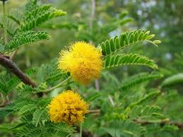 Image result for Acacia nilotica
