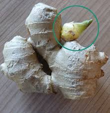 Once the ginger root is planted, water it thoroughly. How To Grow Ginger In Pots Plant Instructions