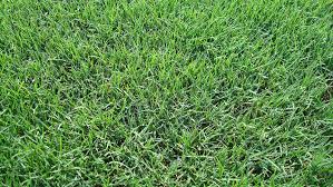 Rough bluegrass will usually only start to grow between days 7 and 10. What Is The Fastest Growing Grass Seed Answered