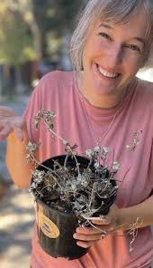 Madia Jamgochian's Instagram, Twitter & Facebook