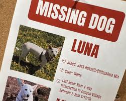 Luna the missing Jack Russell terrier reunited with her owners after being found in Yellowstone National Park