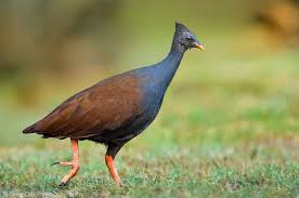 The Orange Footed Scrubfowl Megapodius Reinwardt Is A Small Megapode Of The Family Megapodiidae This Species Compri Pet Birds Bird Pictures Australian Birds