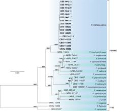 Image result for Kyphocarpa angustifolia