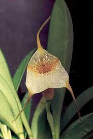 Image result for Polystachya campyloglossa