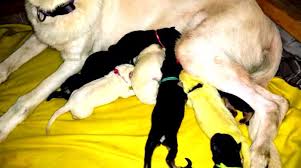 White german shepherd puppies nc. Nc Dog Gives Birth To Lime Green Puppy Who Family Names Hulk