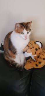 FOUND CAT: MILLIE A female, small, patched cat. She is chipped and called  Millie. She is super friendly and from LS9. She has been living in my  garden for about 3 or