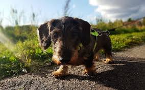 Bisher habe ich dort noch keine hunde gesehen. Pro Contra Zur Laga 2020 Hunde Mussen Draussen Bleiben Rene Schneider