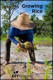 Learn How To Grow Your Own Rice At Home Growing Rice Rice Plant Growing Vegetables