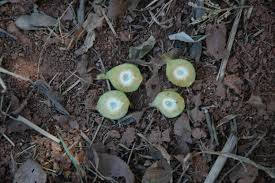 Image result for Ficus scassellatii