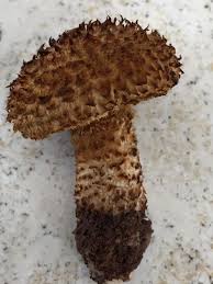 Image result for Inocybe hystrix