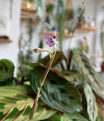 Image result for maranta