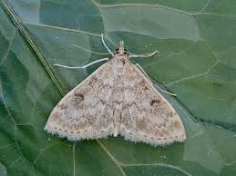 Image result for Anania perlucidalis