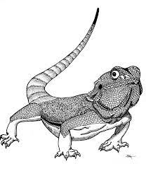 Dragon and castle coloring page: Bearded Dragon Coloring Pages Best Coloring Pages For Kids Dragon Coloring Page Bearded Dragon Colors Bearded Dragon