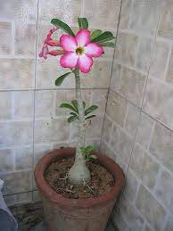 Desert Rose Plant Care Hunker Rose Plant Care Desert Rose Plant Planting Roses