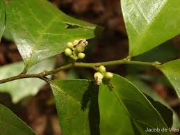 Image result for Dichapetalaceae