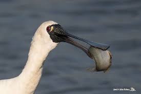 black faced spoonbill 黑臉琵鷺 nam sang wai 南生圍 bfs 黑臉琵鷺 hkbws forum 香港觀鳥會討論區 powered by discuz weird birds black birds