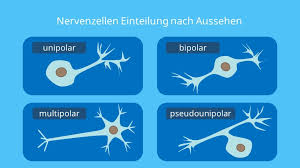 Eine nervenzelle oder ein neuron dient der weiterleitung von nervensignalen an andere nervenzellen oder muskelzellen. Nervenzelle Neuron Aufbau Und Funktion Mit Video