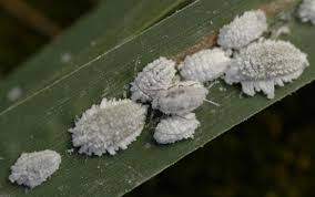 Image result for puklice na pokojových rostlinách obrázek