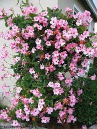 Mandevilla Alice Dupont Mandevilla X Amoena Flowering Vines Beautiful Flowers Planting Flowers