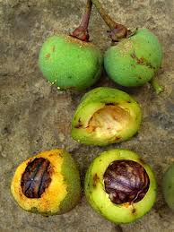 Image result for Symphonia globulifera