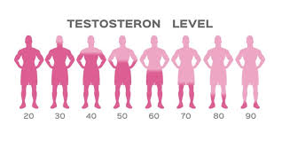 In male humans, testosterone plays a key role in the development of male reproductive tissues such as testes and prostate. Covid 19 Drohen Schwerere Verlaufe Bei Niedrigem Testosteron Spiegel Heilpraxis